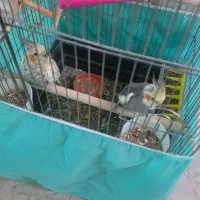 عروس هلندی فروشی