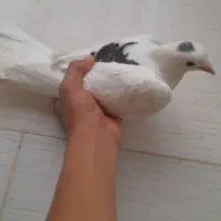 کفش طرح کفتر