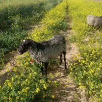 قوچ و بره قوچ رومانوف