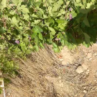 فروش زمین ۴۱۵۳ متری|فروش زمین و ملک کلنگی|سپیدان, |دیوار