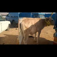 گوساله ماده دورگ محلی