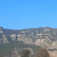 گاوجنگلی اصیل بانرگوساله 4ماهه و2ماه آبست|حیوانات مزرعه|رامیان, |دیوار