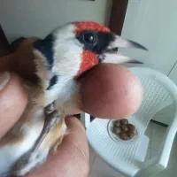 سهره نر بستان اباد تک بخون سفت|پرنده|اصفهان, ملک‌شهر|دیوار