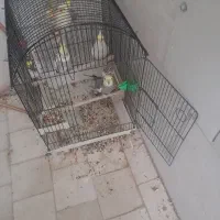 عروس هلندی گم شده