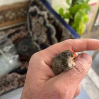 سهره داغسر سیاهسر|پرنده|تهران, شهرک غزالی|دیوار