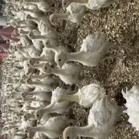 جوجه بوقلمون ۱۵ روزه بیوتی ۶