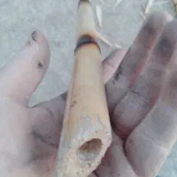 نی خیزران بامبو