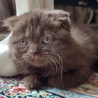 گربه اسکاتیش فولد چاکلت