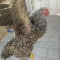 دو عدد خروس برهما 6 ماهه|حیوانات مزرعه|مرودشت, مسجد رسول‎|دیوار