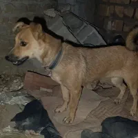 سگ پاکوتانژاد شیواوامویی۷ماهه