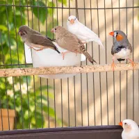 یک جفت فنچ با جوجه هایش