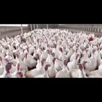 بوقلمون زنده کیلویی ۳۰۰