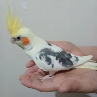 عروس هلندی نر