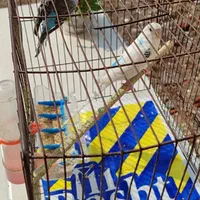 مرغ عشق|پرنده|رشت, حومه رشت|دیوار