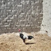 مامعله|حیوانات مزرعه|هیدوچ, |دیوار