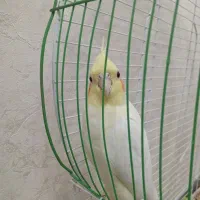 عروس هلنی یک جفت ماده