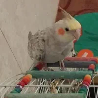 عروس هلندی گمشده