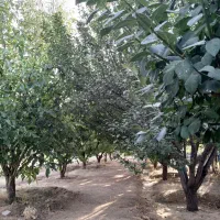 باغ-1000-متری
