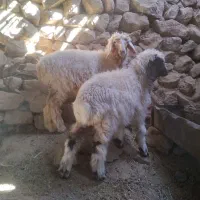 بره