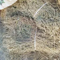 یونجه و علف مخلوط چین بهار|لوازم جانبی حیوانات|زنجان, |دیوار