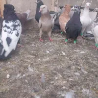 دسته ۱۲تایی یه بون