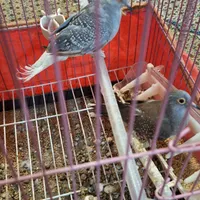 عروس فنچ کبوتر قناری کوتوله|پرنده|تبریز, |دیوار