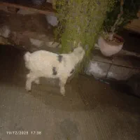 بره‌‌شیری