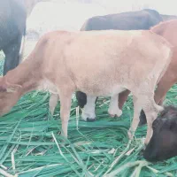 گا‌و ماده درجه یک