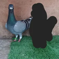 کبوتر ماده پلاکی مسافتی|پرنده|گلوگاه بابل (گلیا), |دیوار