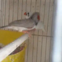 فنچ نژاد کینگ