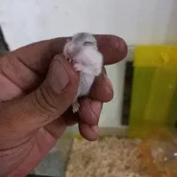 همستر وینتر وایت و کمپل|موش و خرگوش|تهران, مشیریه|دیوار