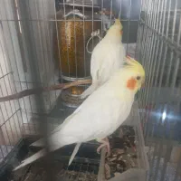 فروش یک جفت عروس هلندی|پرنده|شیراز, سایت اداری|دیوار