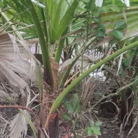 فروش عمده درختچه پالم ، نهال نخل ، کاکتوس و غیره