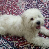 پیداش کن جایزه‌ بگیر