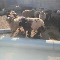 گوشت قوچ یا بره نر بزرگ فقط|حیوانات مزرعه|بندر ماهشهر, |دیوار