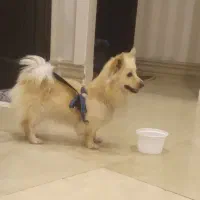 سگ‌خانگی|سگ|سلماس, |دیوار