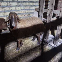 میش|حیوانات مزرعه|فلاورجان, |دیوار