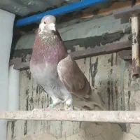 کبوتر کفتر پرشی بشرط