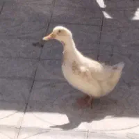 فروش اردک