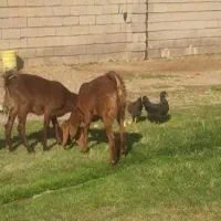 تیر بز جوان داشتی