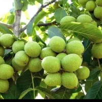از هر درخت 100کیلو گردو برداشت کن