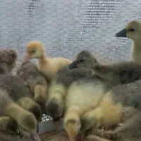 جوجه غاز محلی دوهفته ایی|حیوانات مزرعه|گلوگاه بابل (گلیا), |دیوار