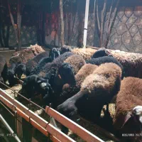 میش و بره نژاد همو و هترو اصیل