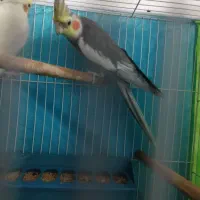عروس هلندی نر