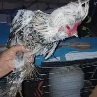 خروس