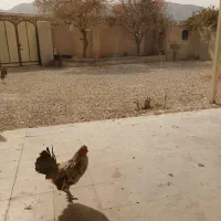 خروس نژاد دار میناتوری|حیوانات مزرعه|کوهمره, |دیوار