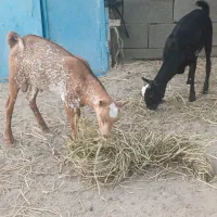 بز با بچه دوقلو ماده