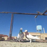 کبوتر رنگی|پرنده|شیراز, شهرک گلستان|دیوار