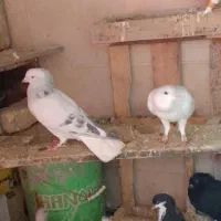 سیاهپوش ورنگی