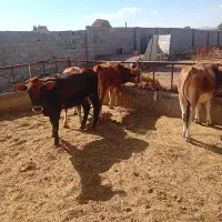 ۶راس گوساله ماده ۱۴۰ کیلو صحرا